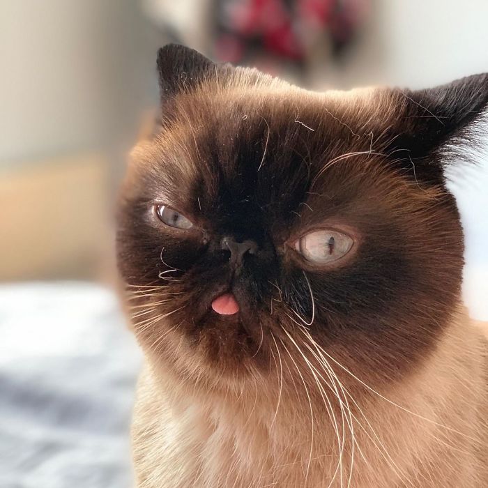 Funny-Cat-King-Of-Blep-Ikiru
