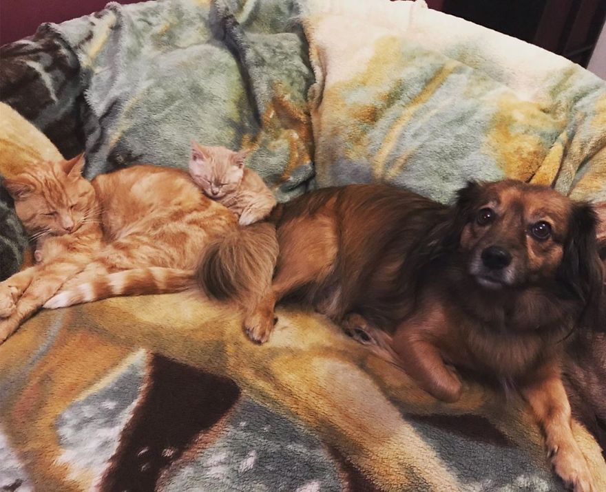 This Cat With Dwarfism Will Be Kitten-Sized Forever This Cat With Dwarfism Will Be Kitten-Sized Forever