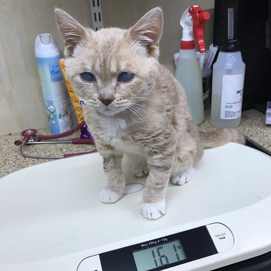 This Cat With Dwarfism Will Be Kitten-Sized Forever This Cat With Dwarfism Will Be Kitten-Sized Forever