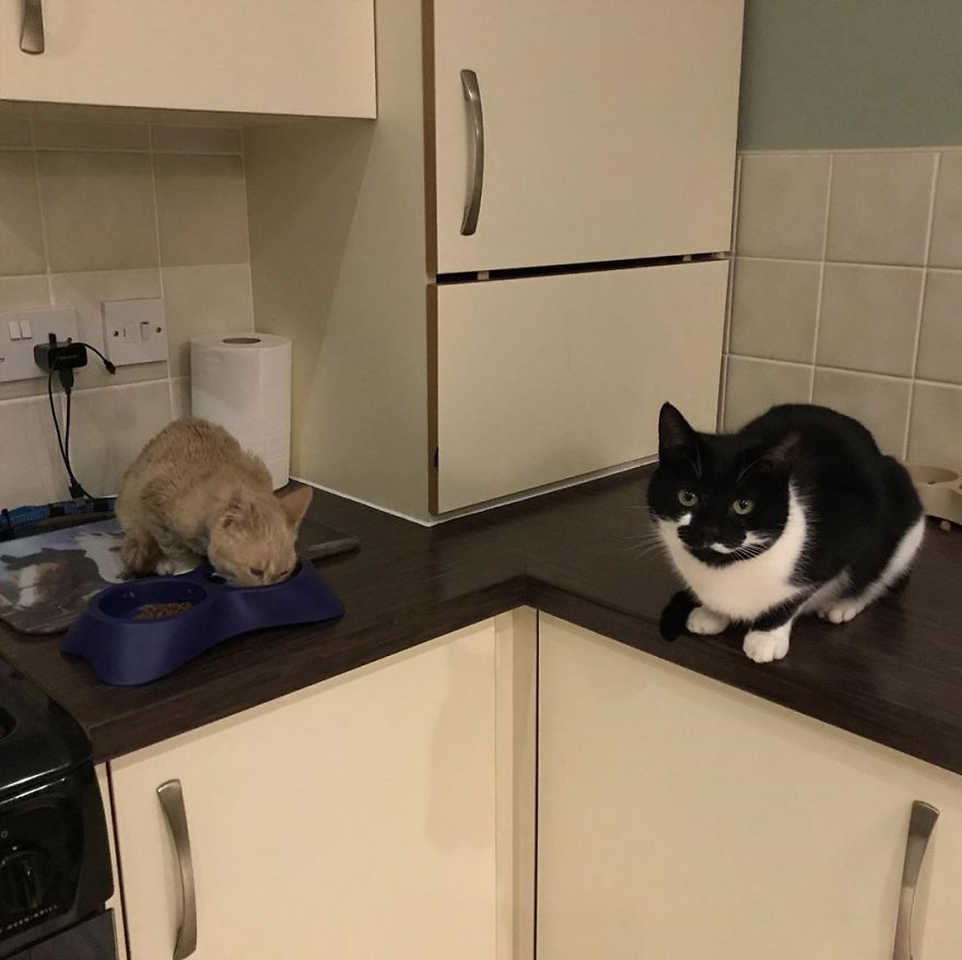 This Cat With Dwarfism Will Be Kitten-Sized Forever This Cat With Dwarfism Will Be Kitten-Sized Forever