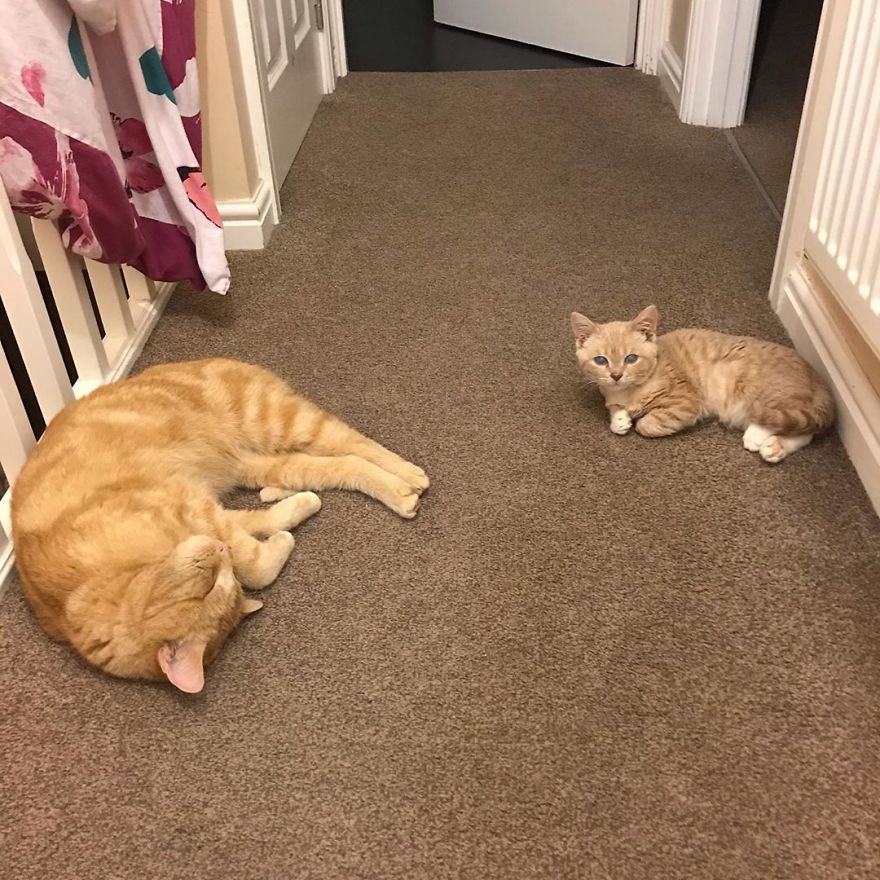 This Cat With Dwarfism Will Be Kitten-Sized Forever This Cat With Dwarfism Will Be Kitten-Sized Forever