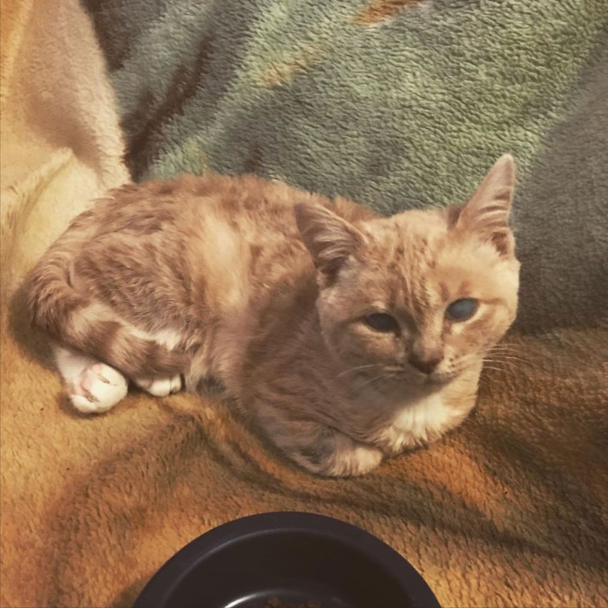 This Cat With Dwarfism Will Be Kitten-Sized Forever This Cat With Dwarfism Will Be Kitten-Sized Forever