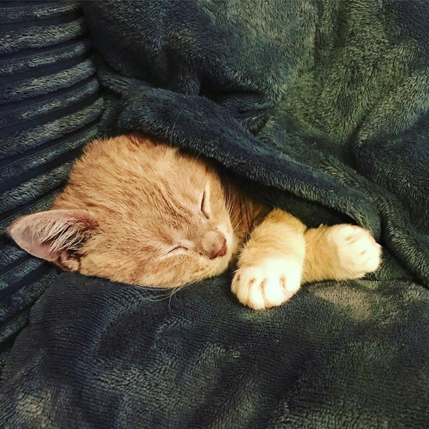 This Cat With Dwarfism Will Be Kitten-Sized Forever This Cat With Dwarfism Will Be Kitten-Sized Forever