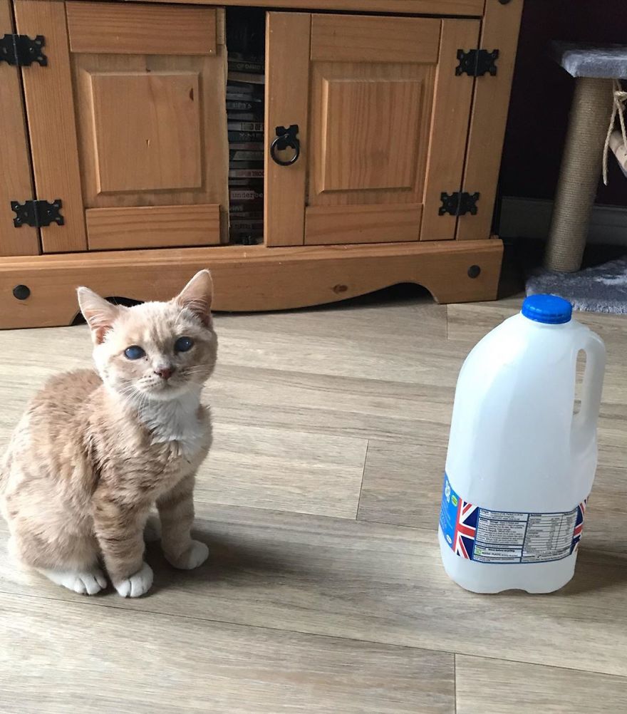 This Cat With Dwarfism Will Be Kitten-Sized Forever This Cat With Dwarfism Will Be Kitten-Sized Forever