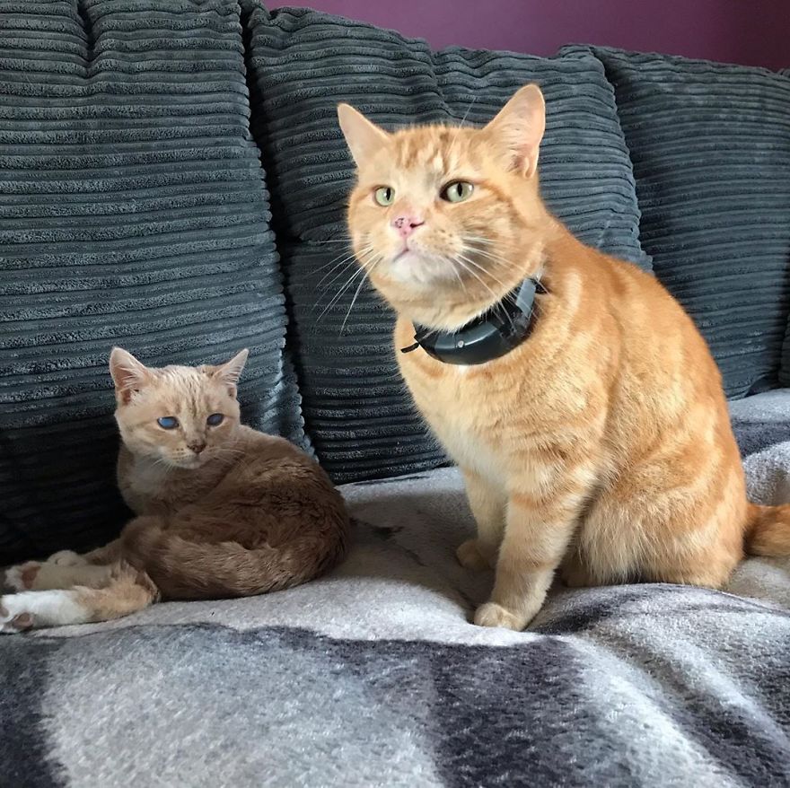 This Cat With Dwarfism Will Be Kitten-Sized Forever This Cat With Dwarfism Will Be Kitten-Sized Forever