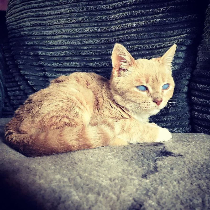 This Cat With Dwarfism Will Be Kitten-Sized Forever This Cat With Dwarfism Will Be Kitten-Sized Forever