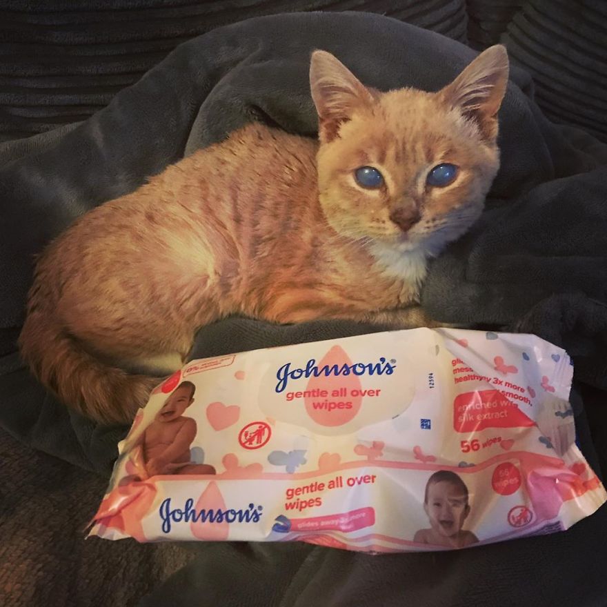 This Cat With Dwarfism Will Be Kitten-Sized Forever This Cat With Dwarfism Will Be Kitten-Sized Forever