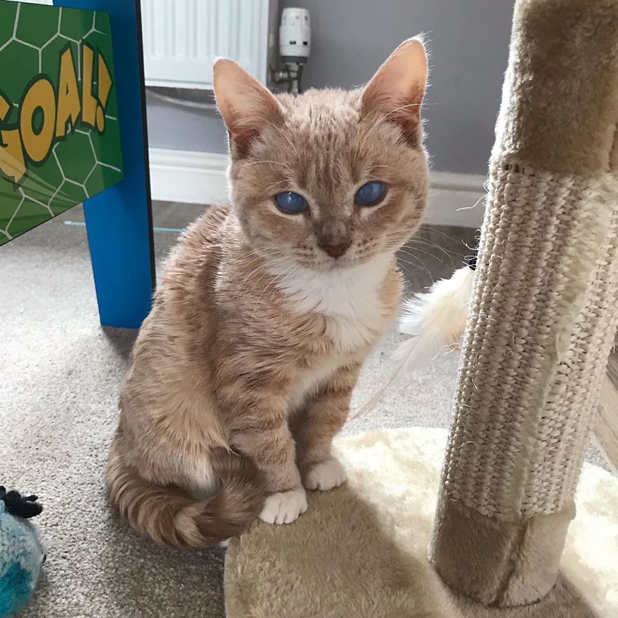 This Cat With Dwarfism Will Be Kitten-Sized Forever This Cat With Dwarfism Will Be Kitten-Sized Forever