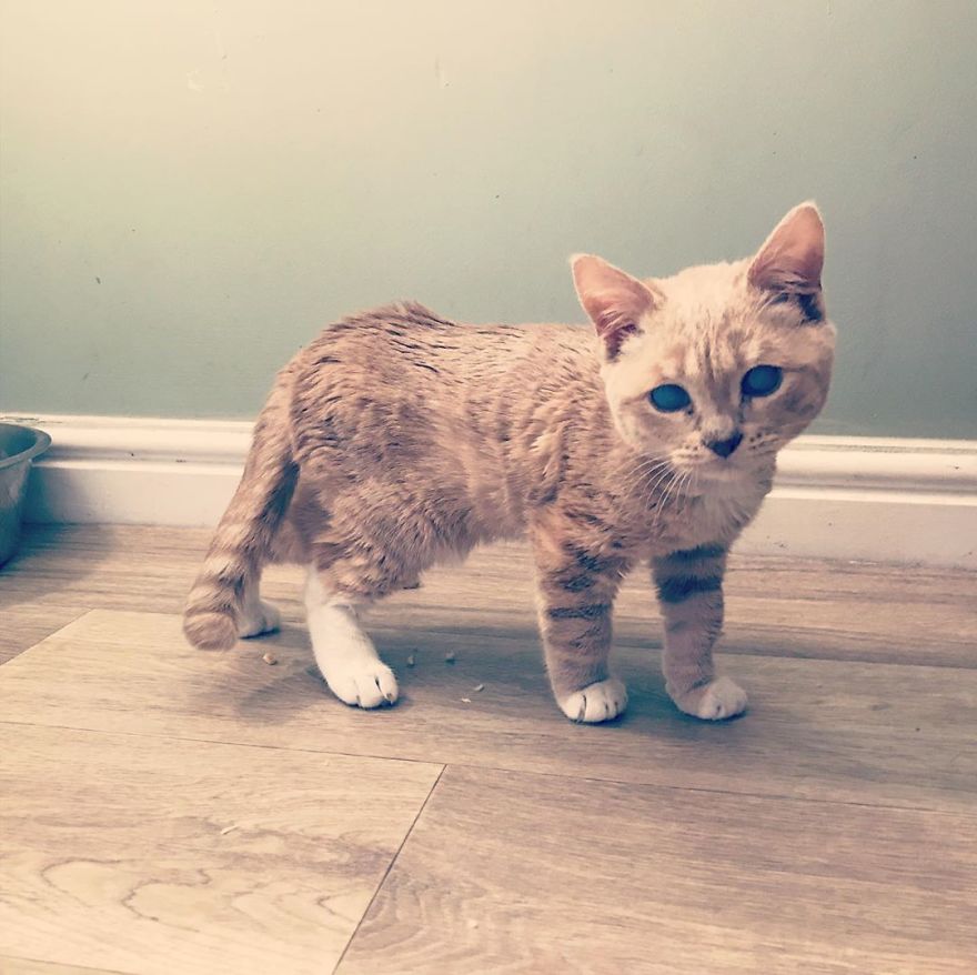 This Cat With Dwarfism Will Be Kitten-Sized Forever This Cat With Dwarfism Will Be Kitten-Sized Forever