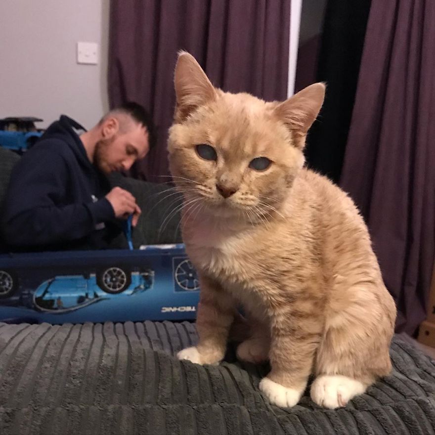 This Cat With Dwarfism Will Be Kitten-Sized Forever This Cat With Dwarfism Will Be Kitten-Sized Forever