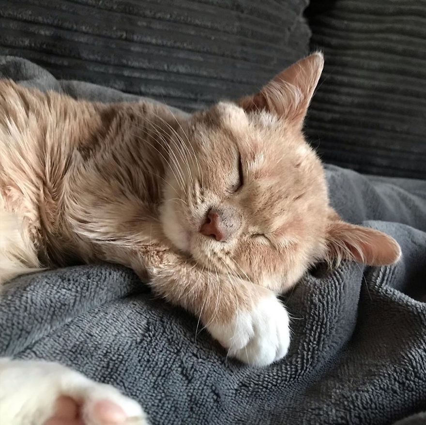 This Cat With Dwarfism Will Be Kitten-Sized Forever This Cat With Dwarfism Will Be Kitten-Sized Forever