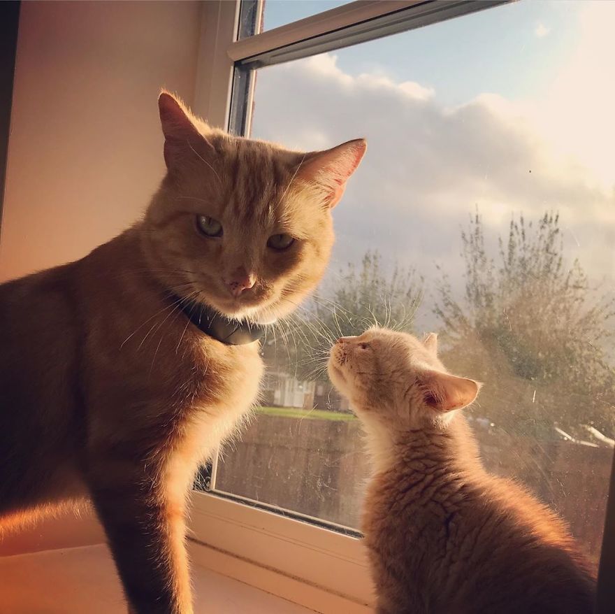 This Cat With Dwarfism Will Be Kitten-Sized Forever This Cat With Dwarfism Will Be Kitten-Sized Forever