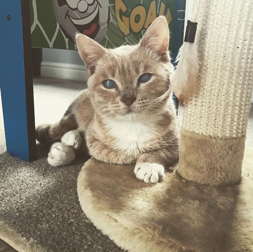 This Cat With Dwarfism Will Be Kitten-Sized Forever This Cat With Dwarfism Will Be Kitten-Sized Forever