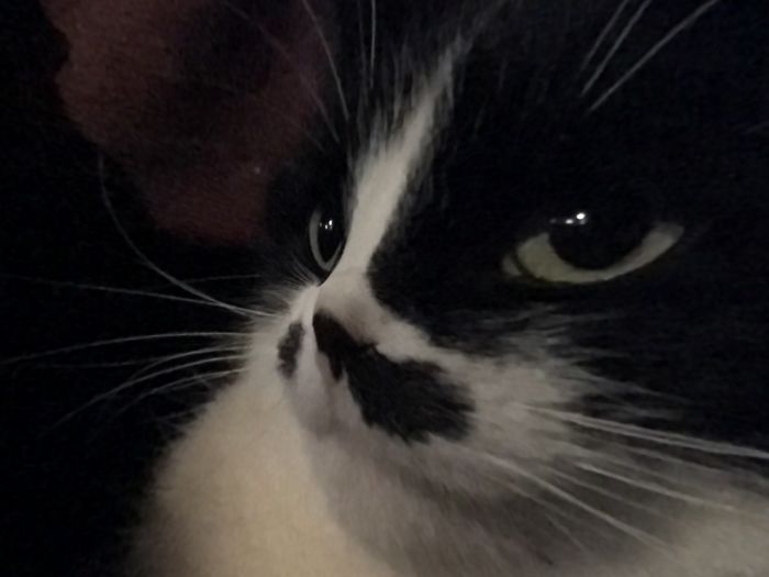 My Cat Lucky. She’s A Stray So We Rescued Her. That’s Why She’s Lucky