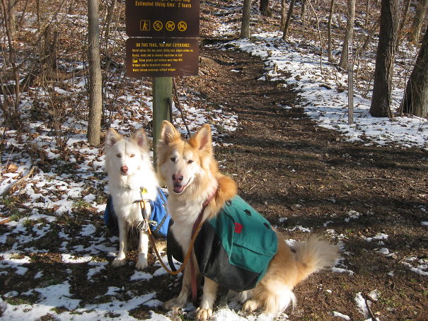 Artie-and-Bowie-hiking-1-5e77e62ee788a.jpg