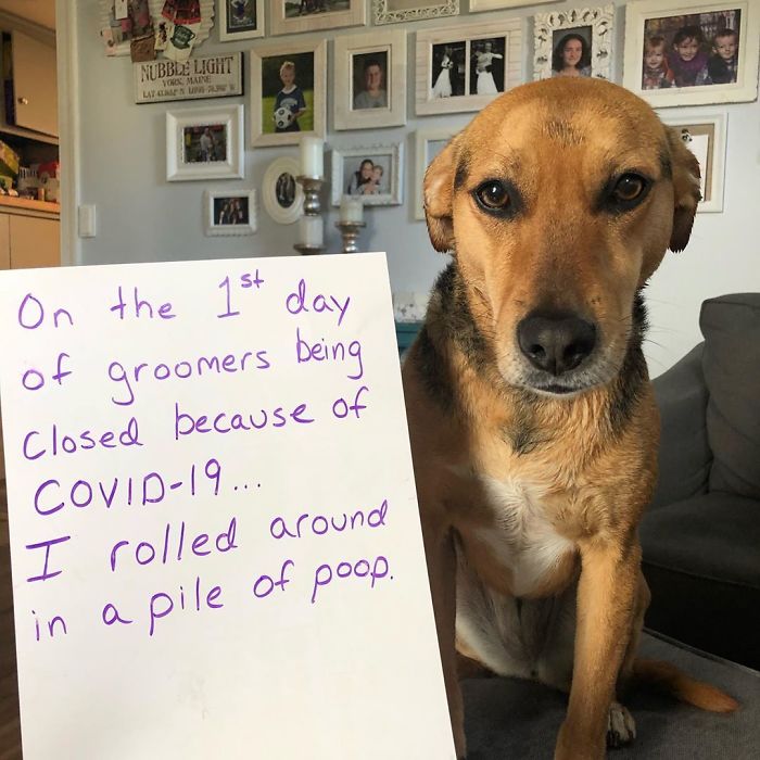 At Least Bathing The Dog Was Something To Do