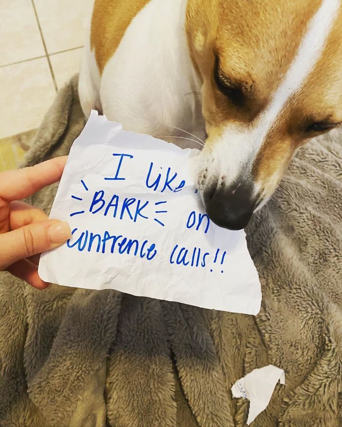 “I Like To Bark & Rip Paper During Mommy’s Work Conference Calls!”