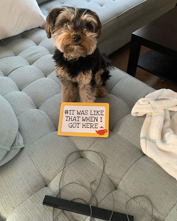 Uh Oh! They Found Out I Chewed The Wii Sensor Bar Today