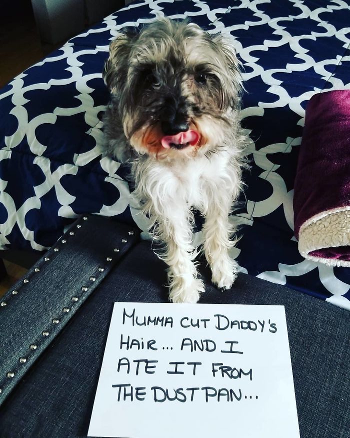 After 1.5 Years With Us, Dixie Mae Did Her First Naughty Thing