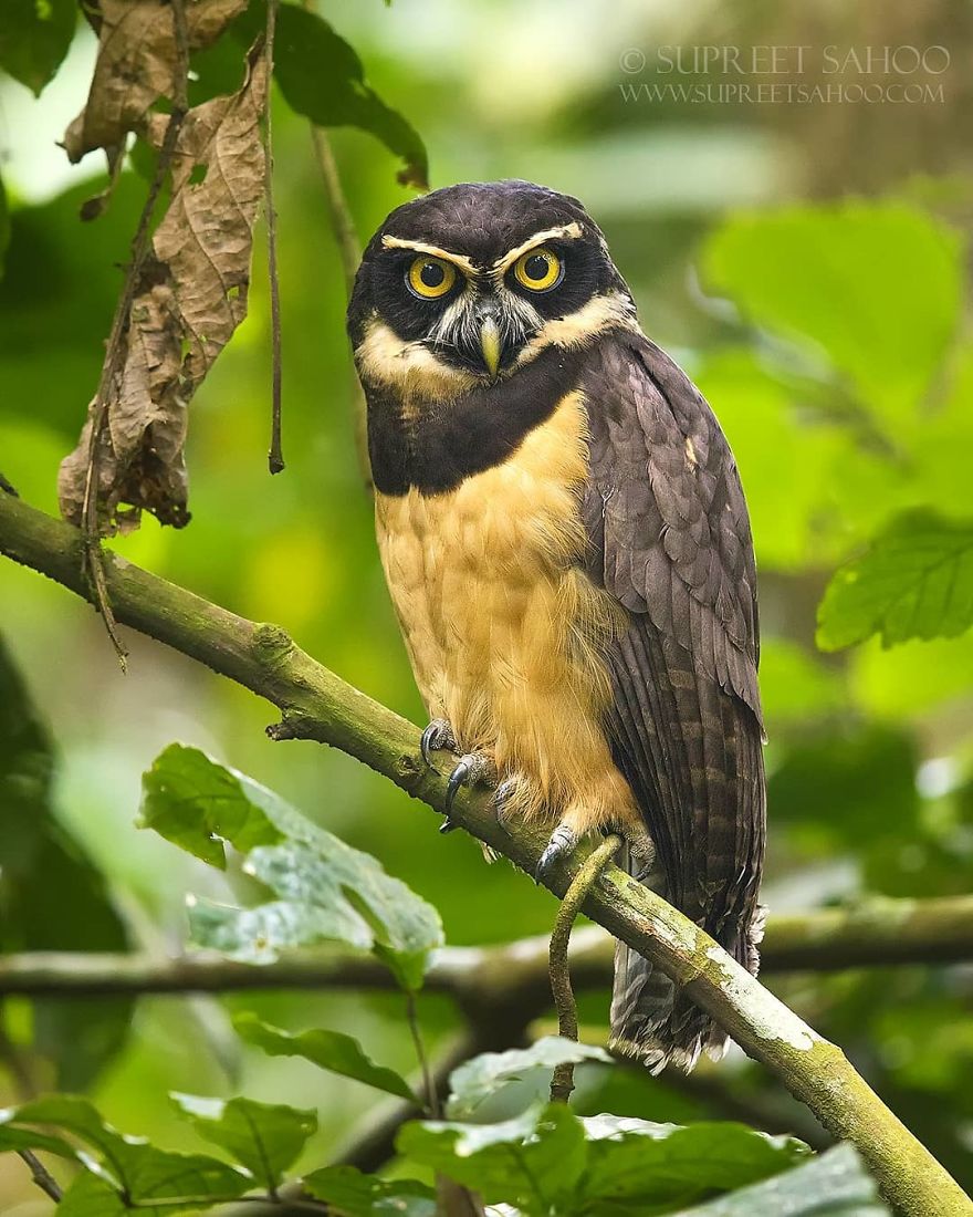 Spectacled Owl