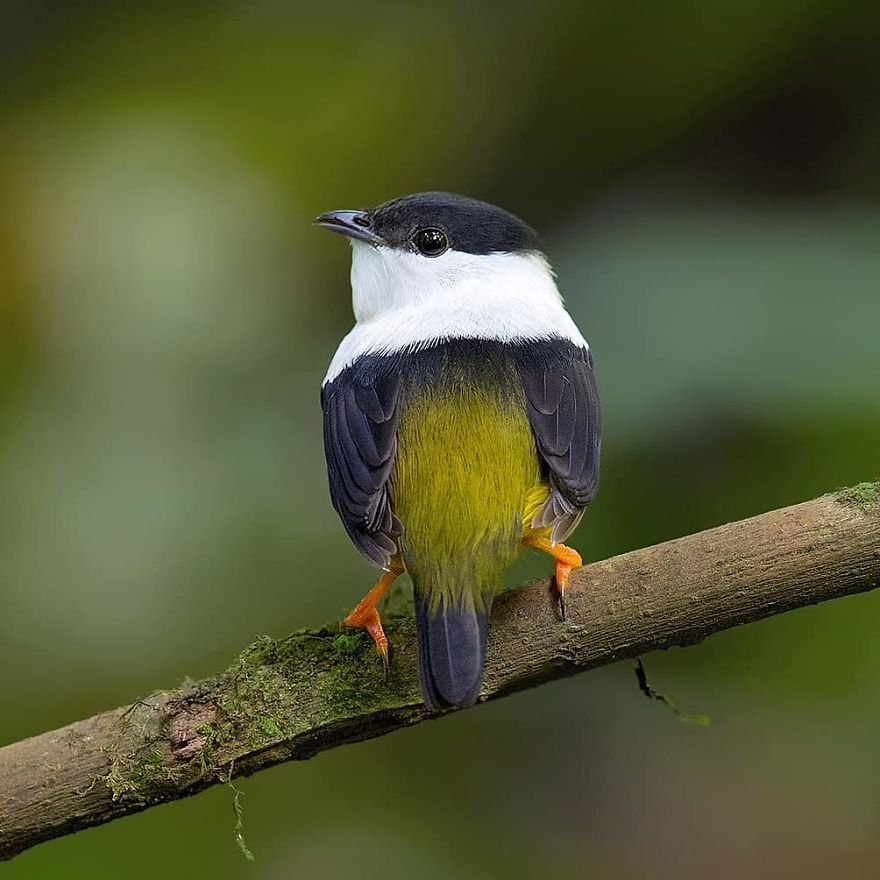 White Collared Manakin