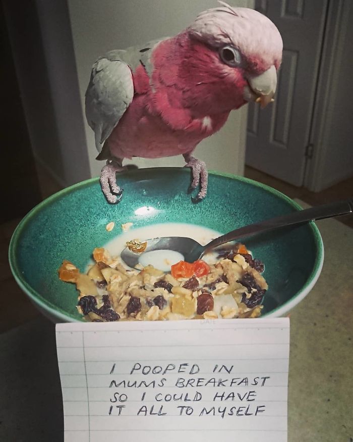 Parrot Shaming Is A Thing, Right?