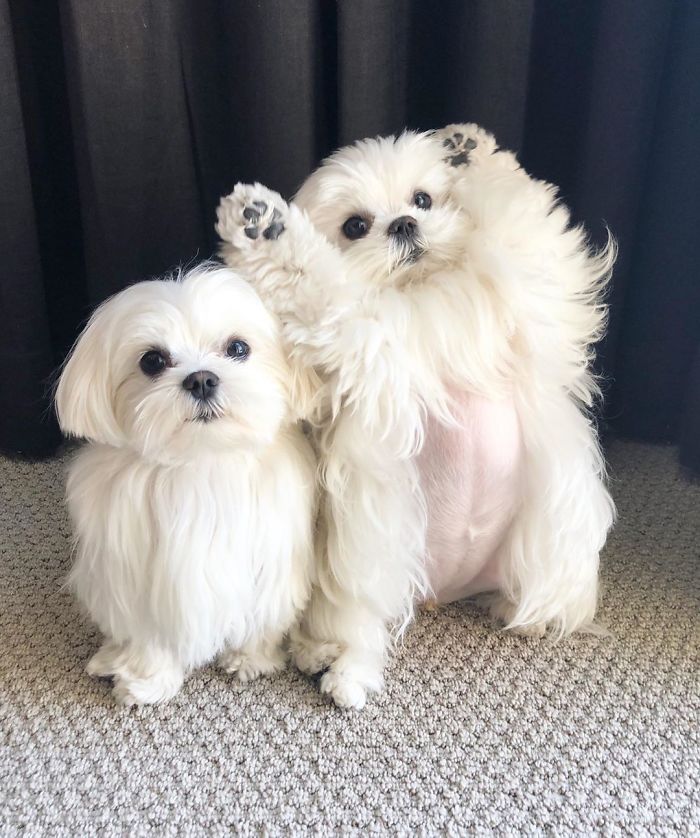 Standing-Maltese-Dog-Coco