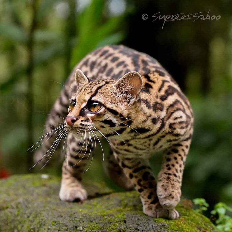 Margay