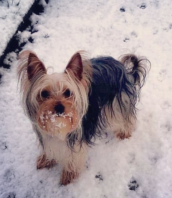 Cruel Owners That Leave Their Dogs In The Snow Can Now Get Jailed Over It