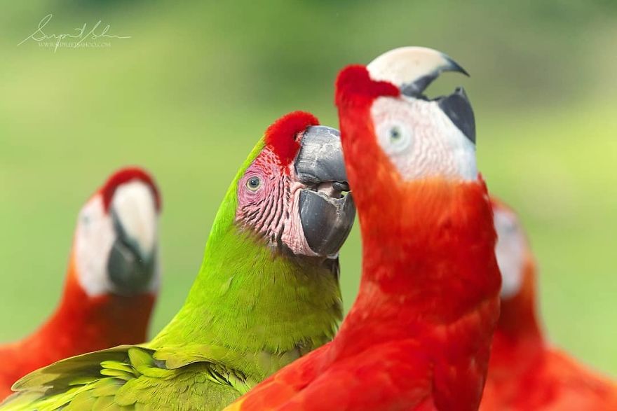 A Great Green Macaw Stands Out In A Crowd Of Scarlet Macaws