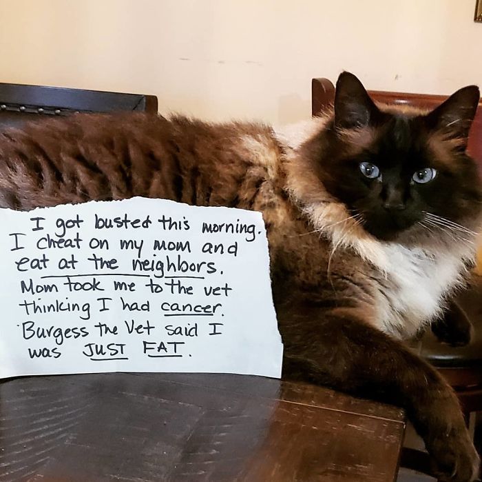 I Had No Idea The House Two Doors Down Had A Feeding Station For Stray Cats