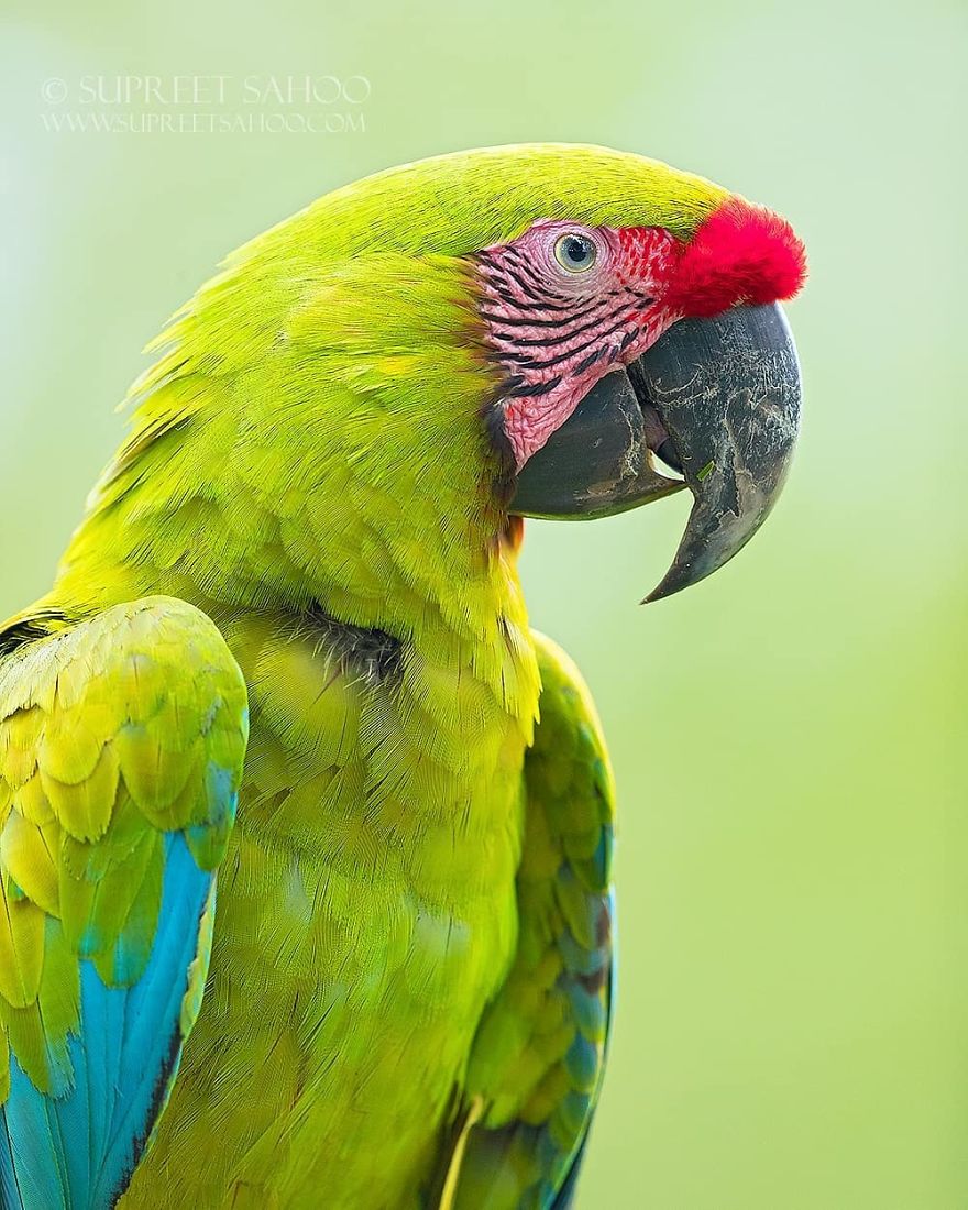 Great Green Macaw