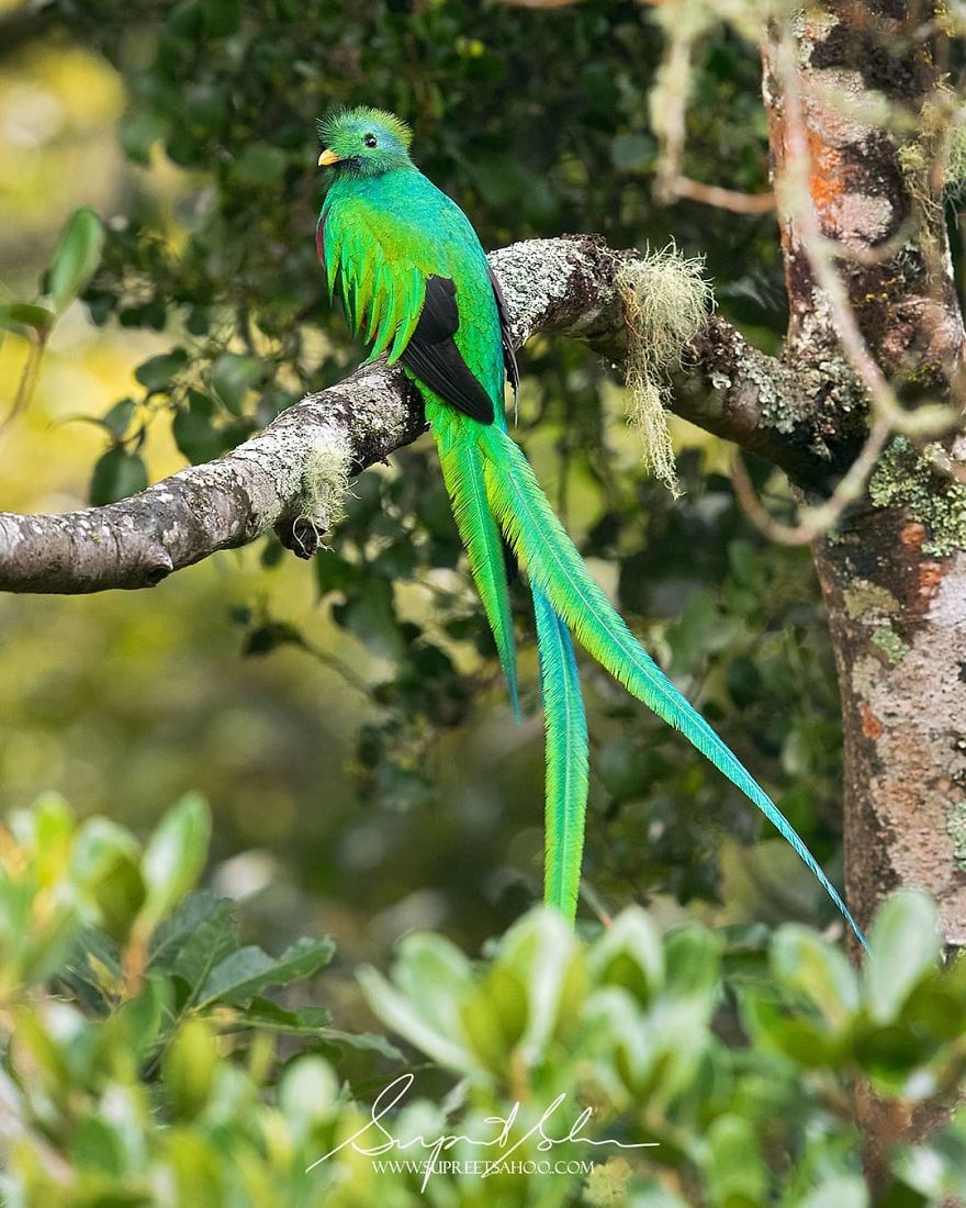 Resplendent Quetzal