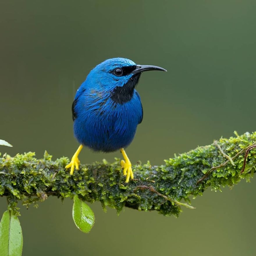 Shining Honeycreeper