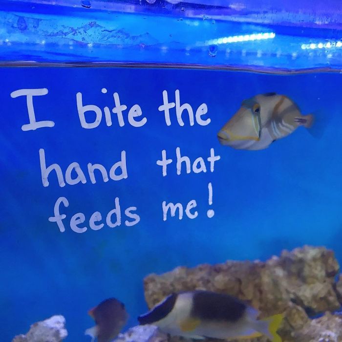 Shots Fired, Litttle Jerk