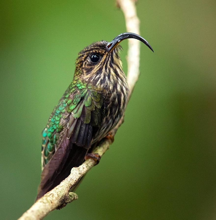White Tipped Sicklebill Hummingbird