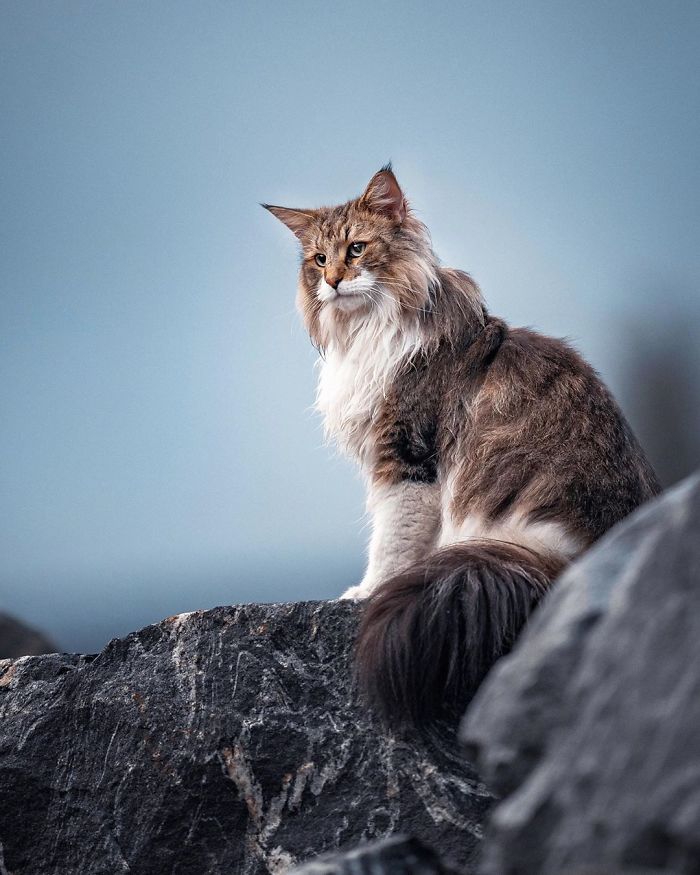 Owners Let Their Norwegian Forest Cat Roam Freely Outside, And He Looks Majestic (32 Pics) Owners Let Their Norwegian Forest Cat Roam Freely Outside, And He Looks Majestic (32 Pics)