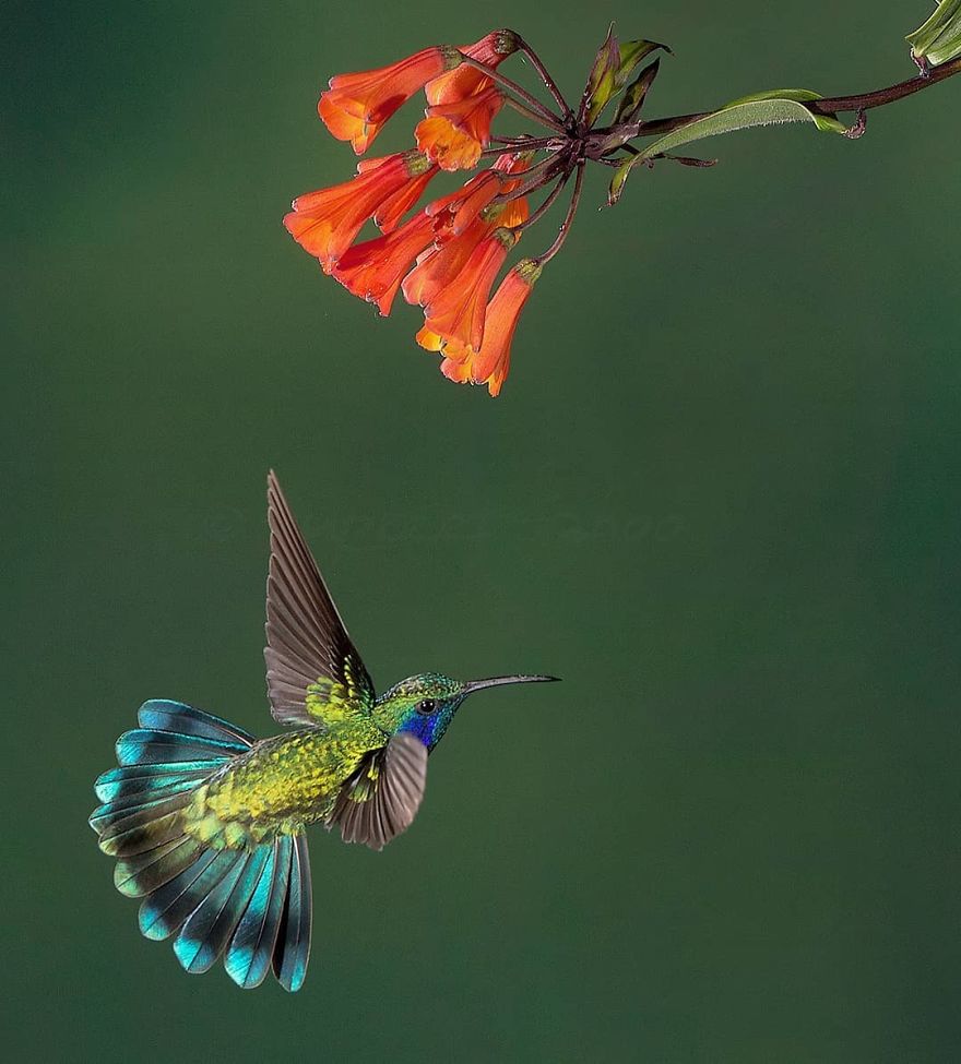 Lesser Violet Ear Hummingbird