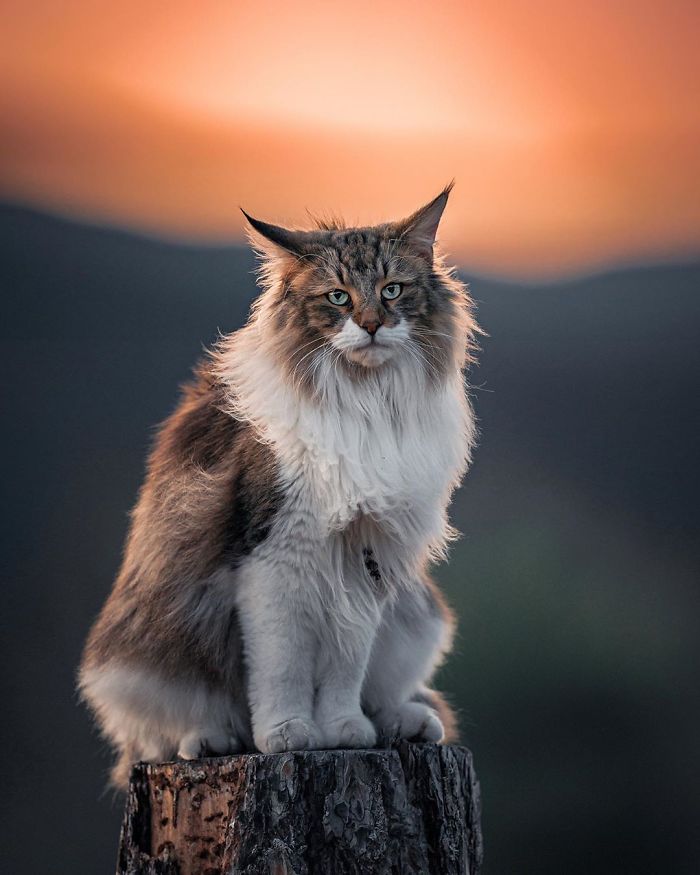 Owners Let Their Norwegian Forest Cat Roam Freely Outside, And He Looks Majestic (32 Pics) Owners Let Their Norwegian Forest Cat Roam Freely Outside, And He Looks Majestic (32 Pics)
