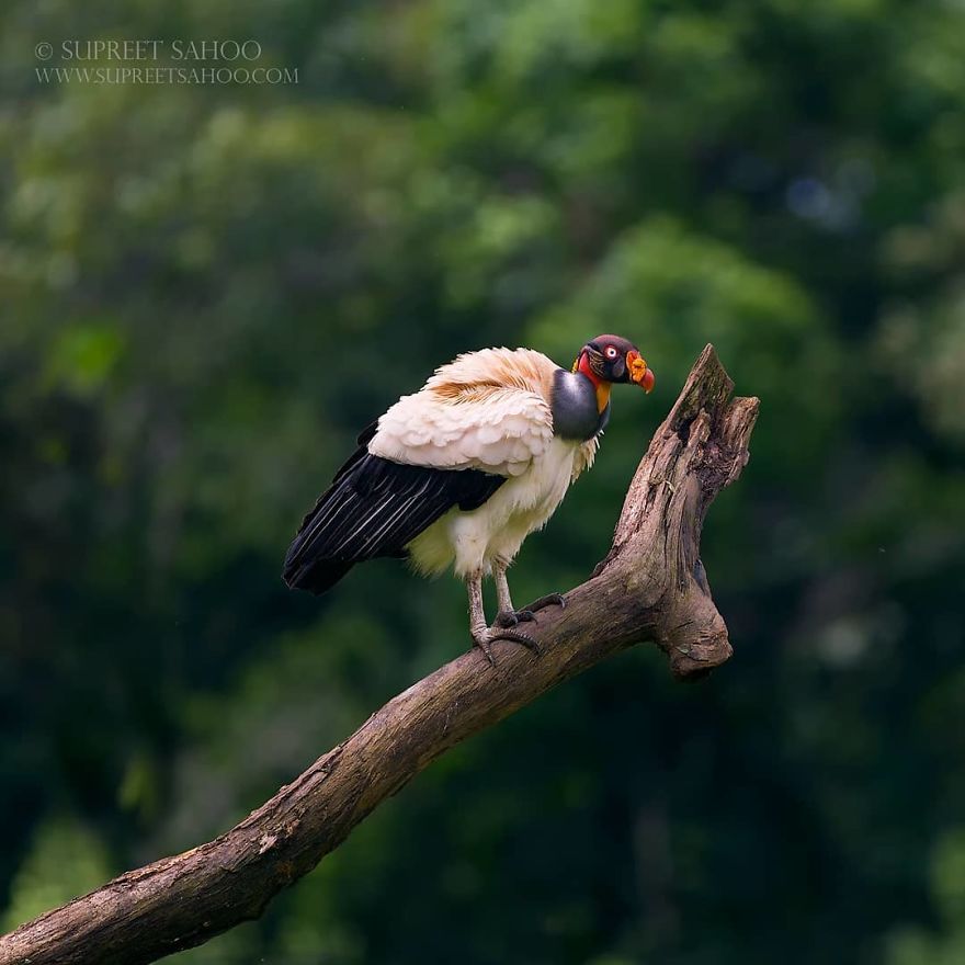 King Vulture