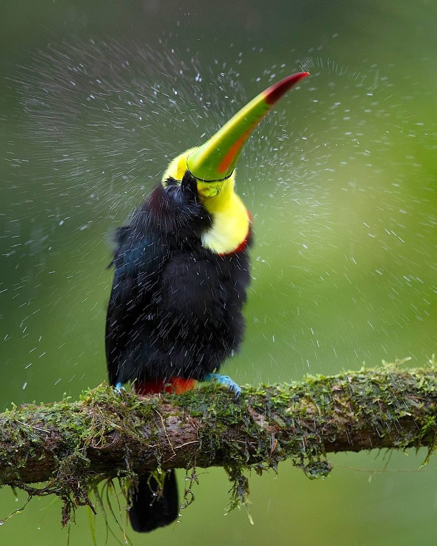 Keel-Billed Toucan