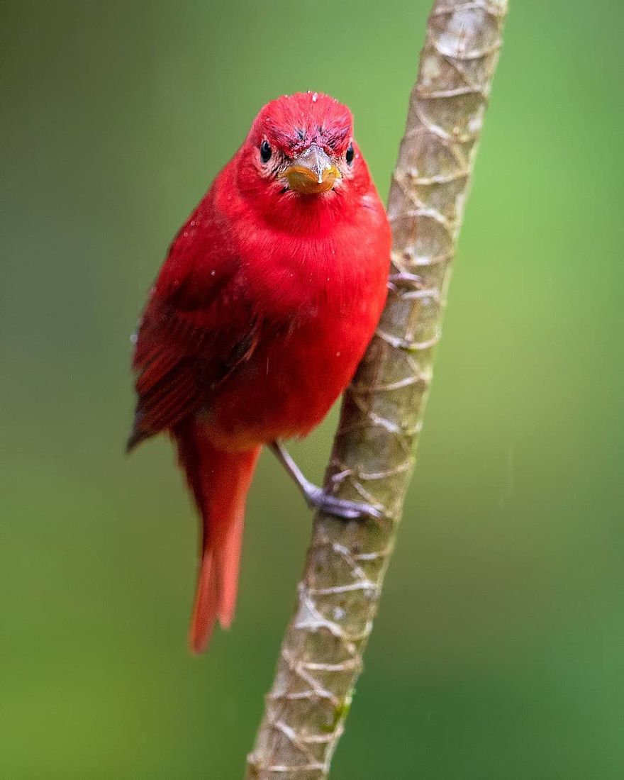 Summer Tanager