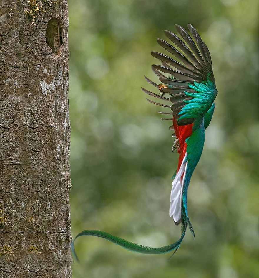 Resplendent Quetzal