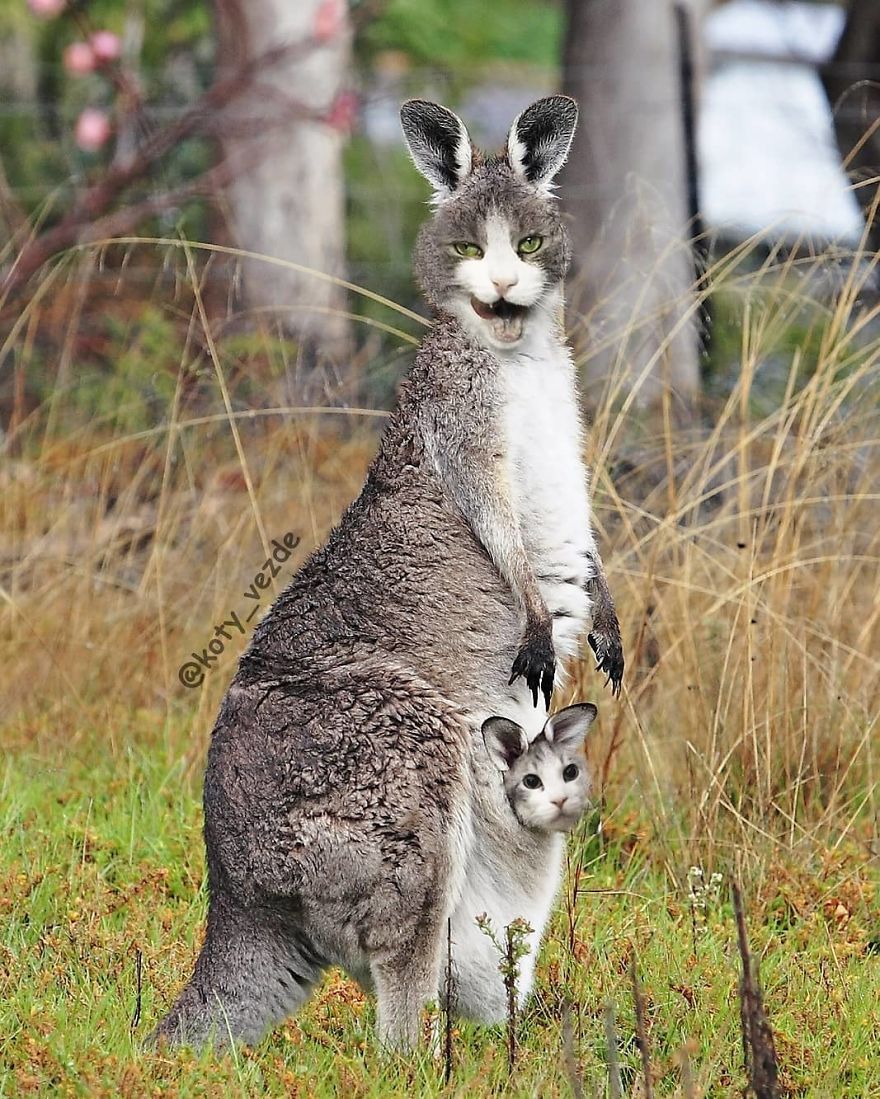 Funny-Animals-Photoshopped-Cats-Koty-Vezde