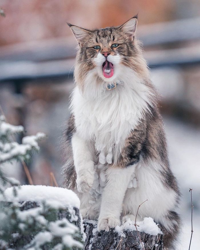 Owners Let Their Norwegian Forest Cat Roam Freely Outside, And He Looks Majestic (32 Pics) Owners Let Their Norwegian Forest Cat Roam Freely Outside, And He Looks Majestic (32 Pics)