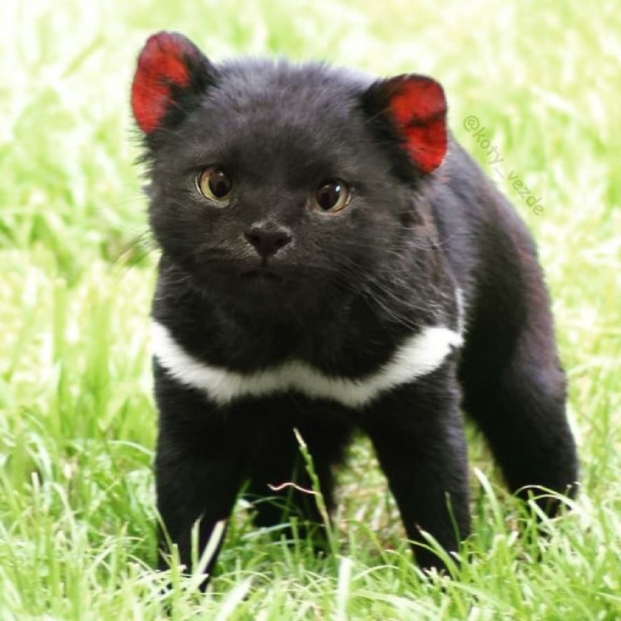 Funny-Animals-Photoshopped-Cats-Koty-Vezde