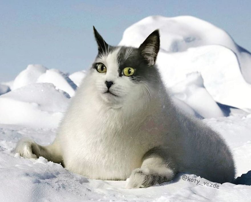 Funny-Animals-Photoshopped-Cats-Koty-Vezde