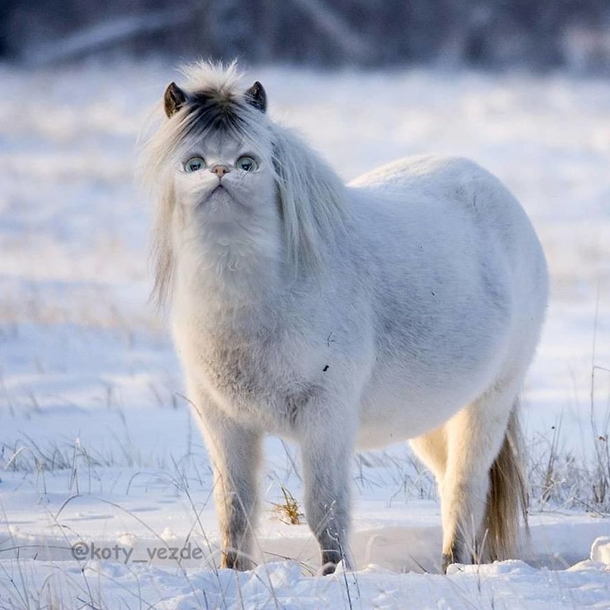 Funny-Animals-Photoshopped-Cats-Koty-Vezde