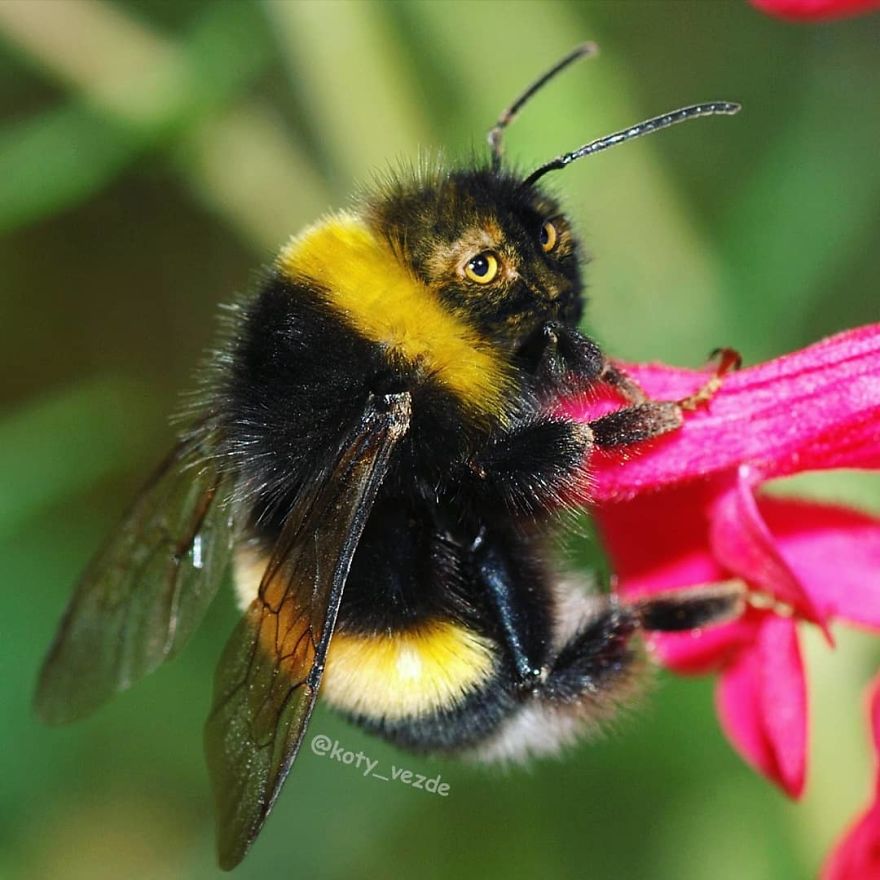 Funny-Animals-Photoshopped-Cats-Koty-Vezde