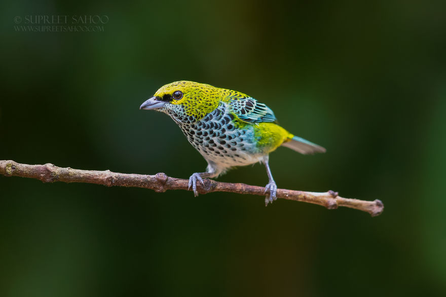 Speckled Tanager